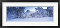 Framed Oak trees and rock formations covered with snow, Half Dome, Yosemite National Park, California