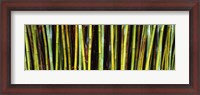 Framed Bamboo trees in a botanical garden, Kanapaha Botanical Gardens, Gainesville, Alachua County, Florida