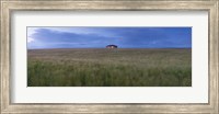Framed Barley field with a house in the background, Orkney Islands, Scotland