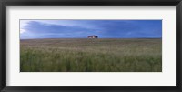 Framed Barley field with a house in the background, Orkney Islands, Scotland