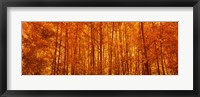 Framed Aspen trees at sunrise in autumn, Colorado (horizontal)