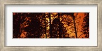 Framed Low angle view of trees at sunrise, Colorado, USA