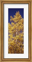 Framed Low angle view of aspen trees in autumn, Colorado