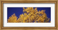 Framed Aspen trees against a Blue Sky, Colorado