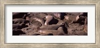 Framed Elephant seals on the beach, San Luis Obispo County, California