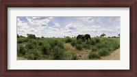 Framed African elephants (Loxodonta africana) in a field, Kruger National Park, South Africa