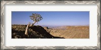 Framed Lone Quiver tree (Aloe dichotoma) in a desert, Ai-Ais Hot Springs, Fish River Canyon, Namibia