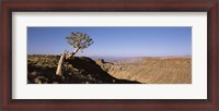 Framed Lone Quiver tree (Aloe dichotoma) in a desert, Ai-Ais Hot Springs, Fish River Canyon, Namibia