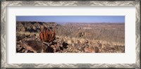 Framed Aloe growing at the edge of a canyon, Fish River Canyon, Namibia