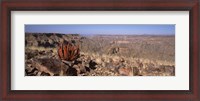 Framed Aloe growing at the edge of a canyon, Fish River Canyon, Namibia