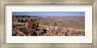 Framed Aloe growing at the edge of a canyon, Fish River Canyon, Namibia