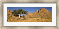 Framed Tree in the Namib Desert, Namibia