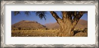 Framed Camelthorn tree (Acacia erioloba) with mountains in the background, Brandberg Mountains, Damaraland, Namib Desert, Namibia