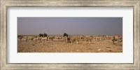 Framed Herd of Burchell's zebras (Equus quagga burchelli) with elephants in a field, Etosha National Park, Kunene Region, Namibia