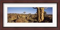 Framed Quiver tree (Aloe dichotoma) growing in a desert, Namibia