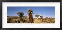 Framed Different Aloe species growing amongst the rocks at the Quiver tree (Aloe dichotoma) forest, Namibia