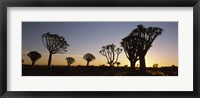 Framed Silhouette of Quiver trees (Aloe dichotoma) at sunset, Namibia