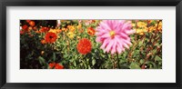 Framed Dahlia flowers in a park, Stuttgart, Baden-Wurttemberg, Germany