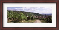 Framed Vineyards, Obertuerkheim, Stuttgart, Baden-Wurttemberg, Germany