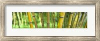 Framed Close-up of bamboo, California, USA