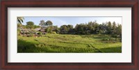 Framed Rice fieldst, Chiang Mai, Thailand