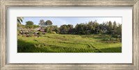 Framed Rice fieldst, Chiang Mai, Thailand