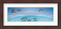 Framed Bottlenose Dolphin Jumping While Turtles Swimming Under Water