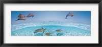 Framed Bottlenose Dolphin Jumping While Turtles Swimming Under Water