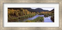 Framed River flowing through a forest, Jackson, Jackson Hole, Teton County, Wyoming, USA