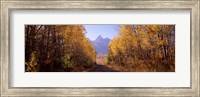 Framed Road passing through a forest, Grand Teton National Park, Teton County, Wyoming, USA