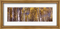 Framed Forest, Grand Teton National Park, Teton County, Wyoming, USA