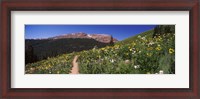 Framed Wildflowers in a field with Mountains, Crested Butte, Colorado
