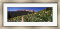 Framed Wildflowers in a field with Mountains, Crested Butte, Colorado