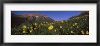 Framed Wildflowers in a forest, Kebler Pass, Crested Butte, Gunnison County, Colorado, USA