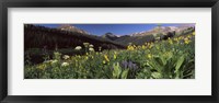 Framed Wildflowers in a forest, West Maroon Pass, Crested Butte, Gunnison County, Colorado, USA