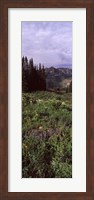 Framed Forest, Washington Gulch Trail, Crested Butte, Gunnison County, Colorado (vertical)