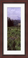 Framed Forest, Washington Gulch Trail, Crested Butte, Gunnison County, Colorado (vertical)