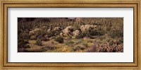 Framed Saguaro cacti (Carnegiea gigantea) on a landscape, Organ Pipe Cactus National Monument, Arizona, USA