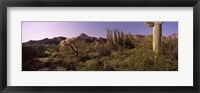 Framed Organ Pipe cactus, Arizona