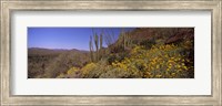 Framed Organ Pipe cactus and yellow wildflowers, Arizona
