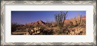 Framed Organ Pipe Cacti, Organ Pipe Cactus National Monument, Arizona, USA
