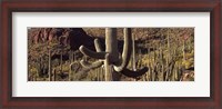 Framed Cacti on a landscape, Arizona