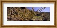 Framed Plants on a landscape, Organ Pipe Cactus National Monument, Arizona (horizontal)
