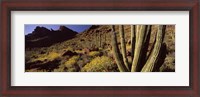 Framed Desert Landscape, Organ Pipe Cactus National Monument, Arizona, USA