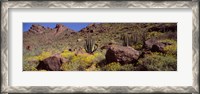 Framed Cacti with wildflowers on a landscape, Organ Pipe Cactus National Monument, Arizona, USA
