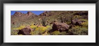 Framed Cacti with wildflowers on a landscape, Organ Pipe Cactus National Monument, Arizona, USA