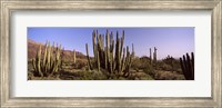 Framed Organ Pipe Cacti on a Landscape, Organ Pipe Cactus National Monument, Arizona, USA