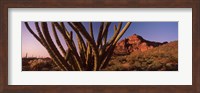 Framed Organ Pipe cactus on a landscape, Organ Pipe Cactus National Monument, Arizona