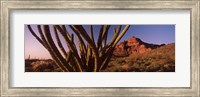 Framed Organ Pipe cactus on a landscape, Organ Pipe Cactus National Monument, Arizona