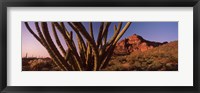 Framed Organ Pipe cactus on a landscape, Organ Pipe Cactus National Monument, Arizona